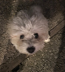 Puppy